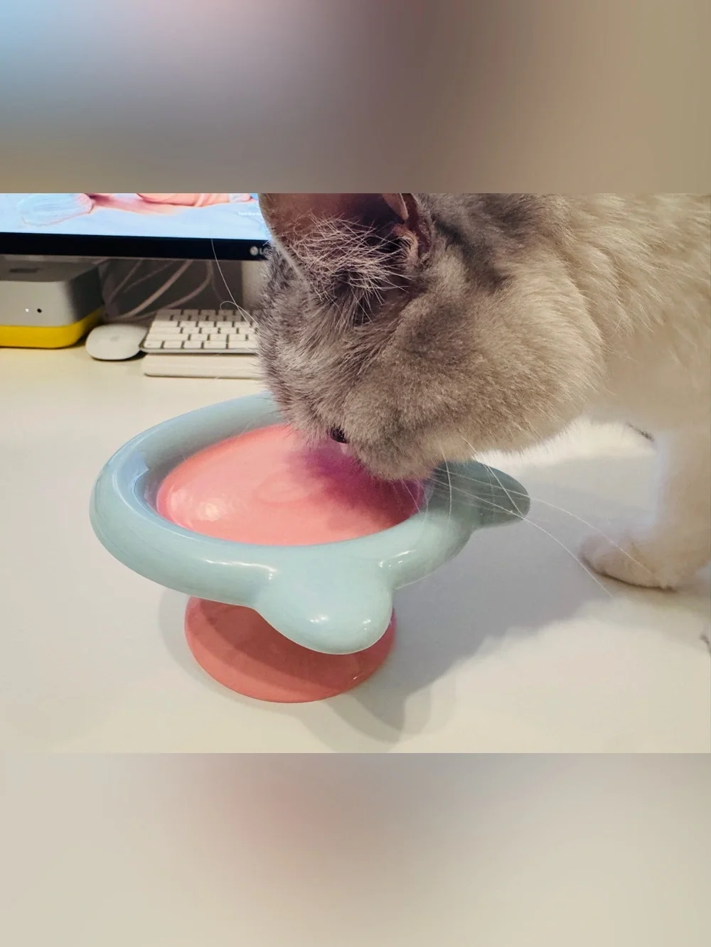 Ceramic Cat Bowl - Blue & Pink